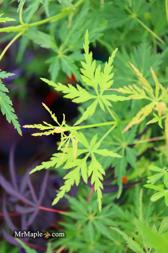 - Acer palmatum 'Judith Ann' Japanese Maple - Mr Maple │ Buy Japanese Maple Trees