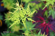 - Acer palmatum 'Judith Ann' Japanese Maple - Mr Maple │ Buy Japanese Maple Trees