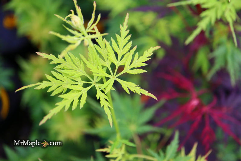- Acer palmatum 'Judith Ann' Japanese Maple - Mr Maple │ Buy Japanese Maple Trees