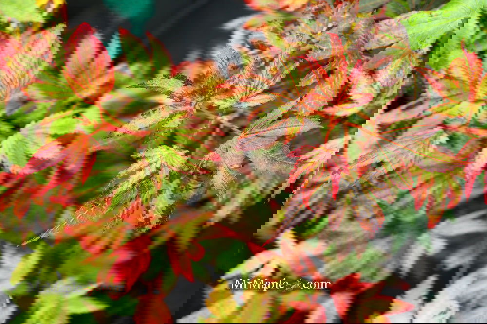 Buy Acer palmatum 'Judy Girl Broom' Rare Japanese Maple — Mr Maple