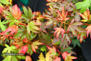 - Acer palmatum 'Judy Girl Broom' Rare Japanese Maple - Mr Maple │ Buy Japanese Maple Trees