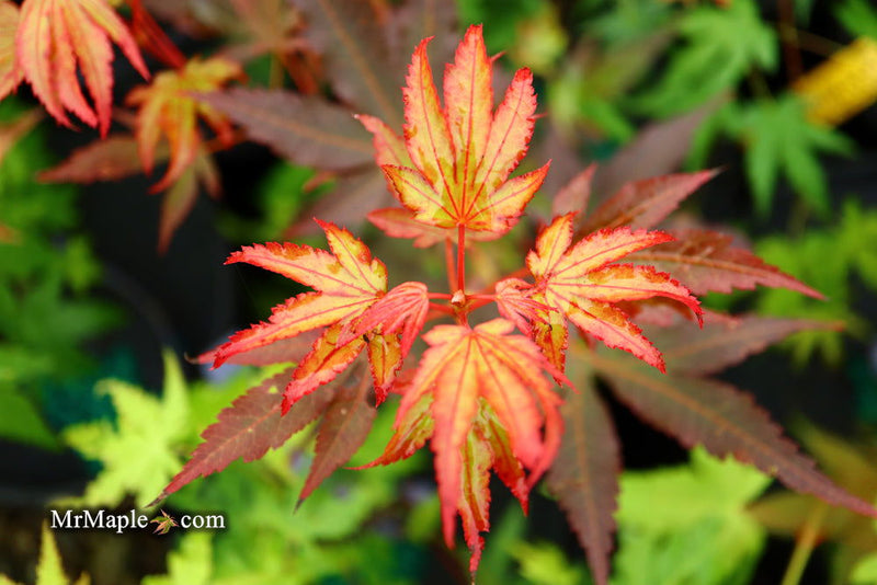 - Acer palmatum 'Judy Girl Broom' Rare Japanese Maple - Mr Maple │ Buy Japanese Maple Trees