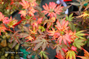 - Acer palmatum 'Judy Girl Broom' Rare Japanese Maple - Mr Maple │ Buy Japanese Maple Trees