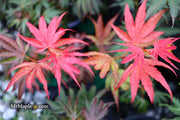 - Acer palmatum 'Judy Girl Broom' Rare Japanese Maple - Mr Maple │ Buy Japanese Maple Trees