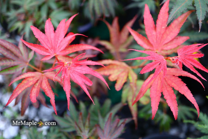 - Acer palmatum 'Judy Girl Broom' Rare Japanese Maple - Mr Maple │ Buy Japanese Maple Trees