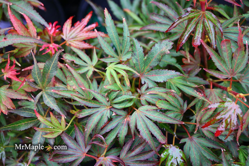 - Acer palmatum 'Judy Girl Broom' Rare Japanese Maple - Mr Maple │ Buy Japanese Maple Trees