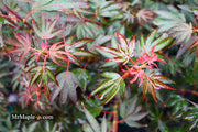 - Acer palmatum 'Judy Girl Broom' Rare Japanese Maple - Mr Maple │ Buy Japanese Maple Trees