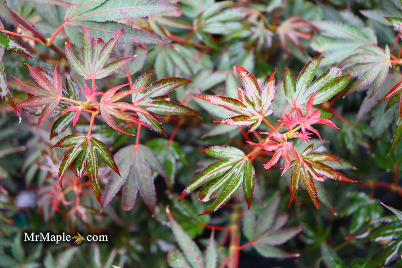 - Acer palmatum 'Judy Girl Broom' Rare Japanese Maple - Mr Maple │ Buy Japanese Maple Trees
