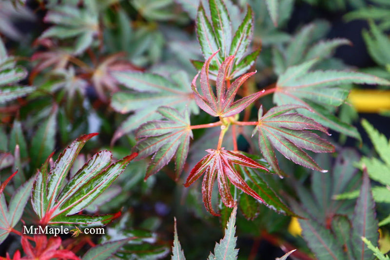 - Acer palmatum 'Judy Girl Broom' Rare Japanese Maple - Mr Maple │ Buy Japanese Maple Trees