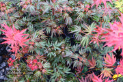 - Acer palmatum 'Judy Girl Broom' Rare Japanese Maple - Mr Maple │ Buy Japanese Maple Trees