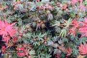 - Acer palmatum 'Judy Girl Broom' Rare Japanese Maple - Mr Maple │ Buy Japanese Maple Trees
