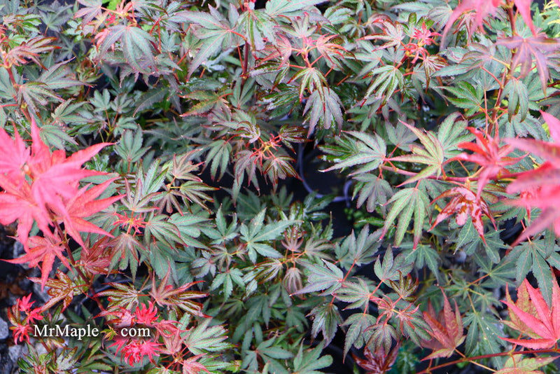 - Acer palmatum 'Judy Girl Broom' Rare Japanese Maple - Mr Maple │ Buy Japanese Maple Trees
