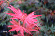 - Acer palmatum 'Judy Girl Broom' Rare Japanese Maple - Mr Maple │ Buy Japanese Maple Trees