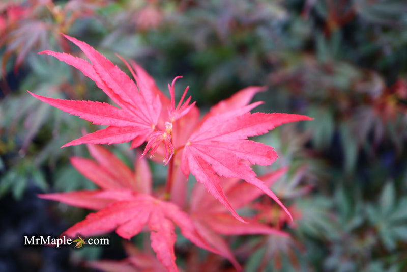 - Acer palmatum 'Judy Girl Broom' Rare Japanese Maple - Mr Maple │ Buy Japanese Maple Trees