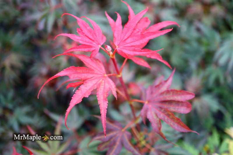 - Acer palmatum 'Judy Girl Broom' Rare Japanese Maple - Mr Maple │ Buy Japanese Maple Trees