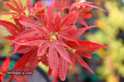 - Acer palmatum 'Judy Girl Broom' Rare Japanese Maple - Mr Maple │ Buy Japanese Maple Trees