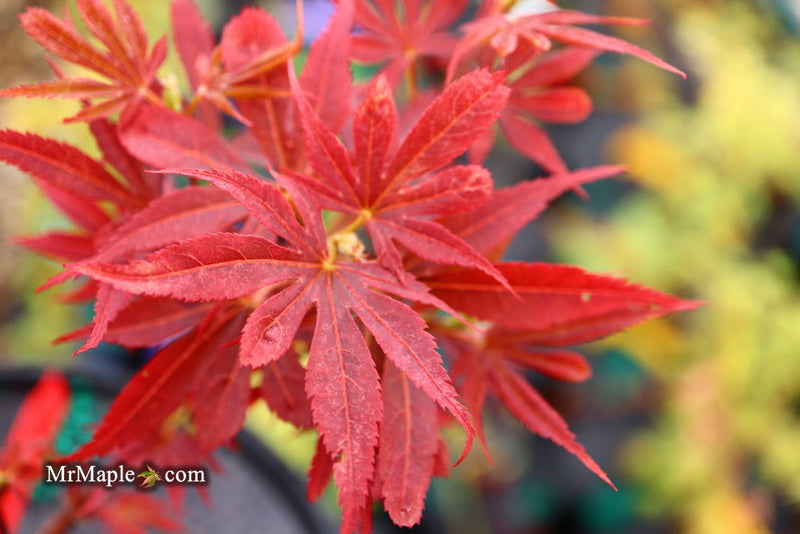 - Acer palmatum 'Judy Girl Broom' Rare Japanese Maple - Mr Maple │ Buy Japanese Maple Trees
