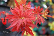 - Acer palmatum 'Judy Girl Broom' Rare Japanese Maple - Mr Maple │ Buy Japanese Maple Trees