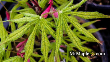 - Acer palmatum 'Julia' Japanese Maple - Mr Maple │ Buy Japanese Maple Trees