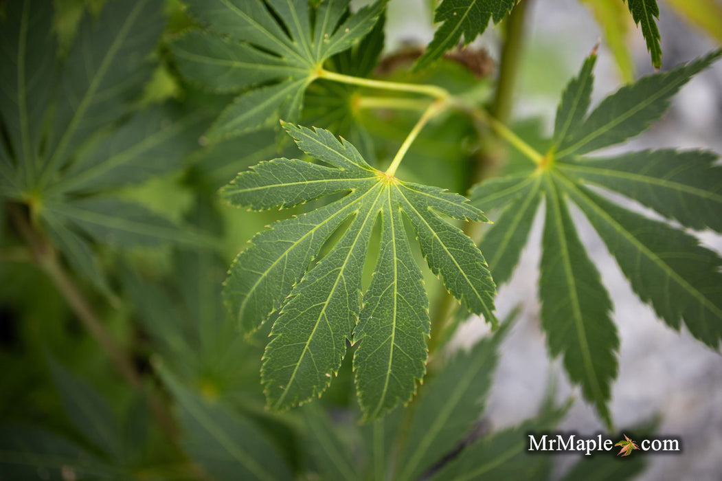 - Acer palmatum 'Kaga kujaku' Japanese Maple - Mr Maple │ Buy Japanese Maple Trees