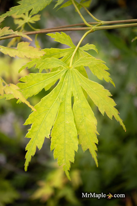 - Acer palmatum 'Kaga kujaku' Japanese Maple - Mr Maple │ Buy Japanese Maple Trees