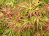 Acer palmatum 'Kamagata' Japanese Maple - Mr Maple │ Buy Japanese Maple Trees