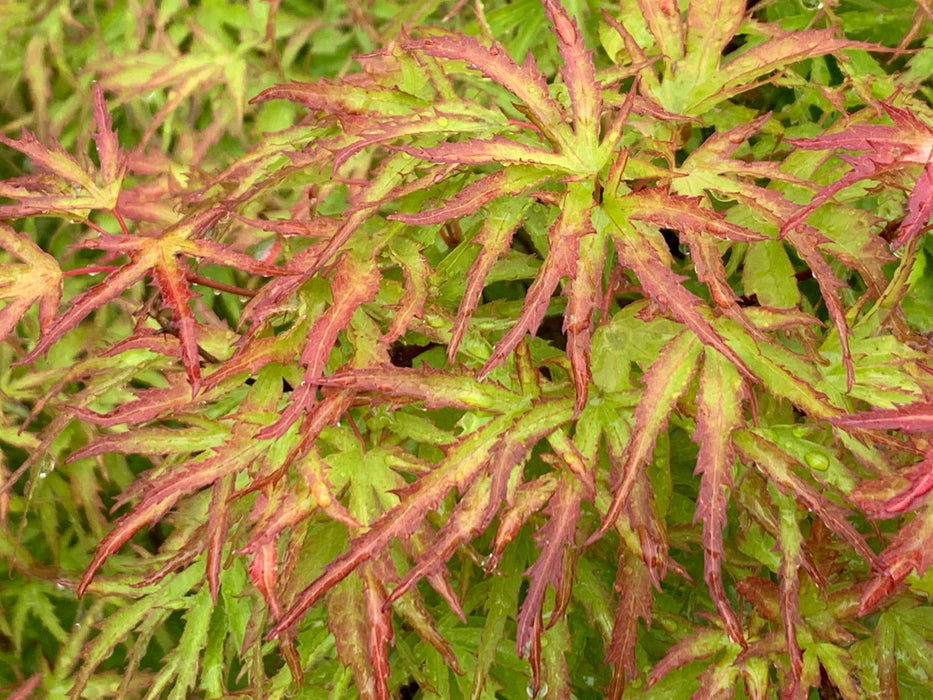 Acer palmatum 'Kamagata' Japanese Maple - Mr Maple │ Buy Japanese Maple Trees