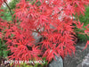 Acer palmatum 'Kamagata' Japanese Maple - Mr Maple │ Buy Japanese Maple Trees