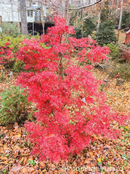 Acer palmatum 'Kamagata' Japanese Maple - Mr Maple │ Buy Japanese Maple Trees