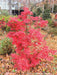 Acer palmatum 'Kamagata' Japanese Maple - Mr Maple │ Buy Japanese Maple Trees