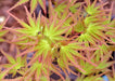 Acer palmatum 'Kamagata' Japanese Maple - Mr Maple │ Buy Japanese Maple Trees