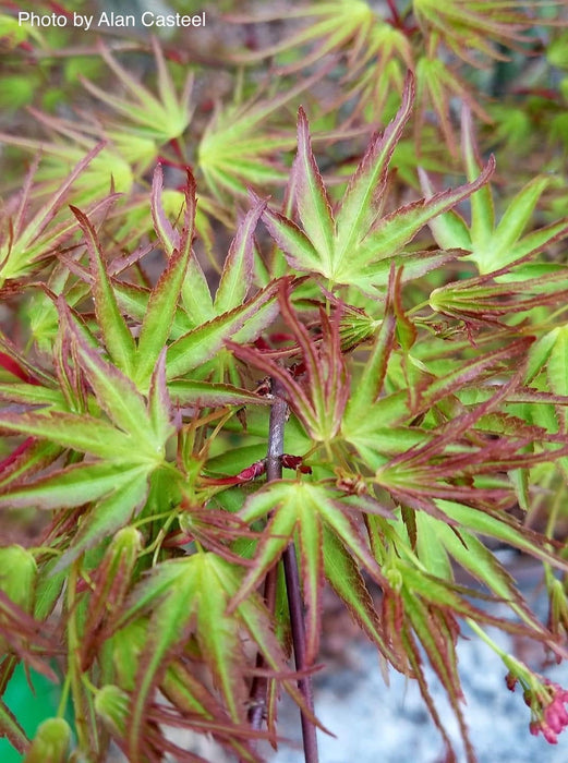 Acer palmatum 'Kamagata' Japanese Maple - Mr Maple │ Buy Japanese Maple Trees