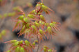 Acer palmatum 'Kamagata' Japanese Maple - Mr Maple │ Buy Japanese Maple Trees