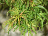 Acer palmatum 'Kamagata' Japanese Maple - Mr Maple │ Buy Japanese Maple Trees