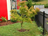 Acer palmatum 'Kamagata' Japanese Maple - Mr Maple │ Buy Japanese Maple Trees