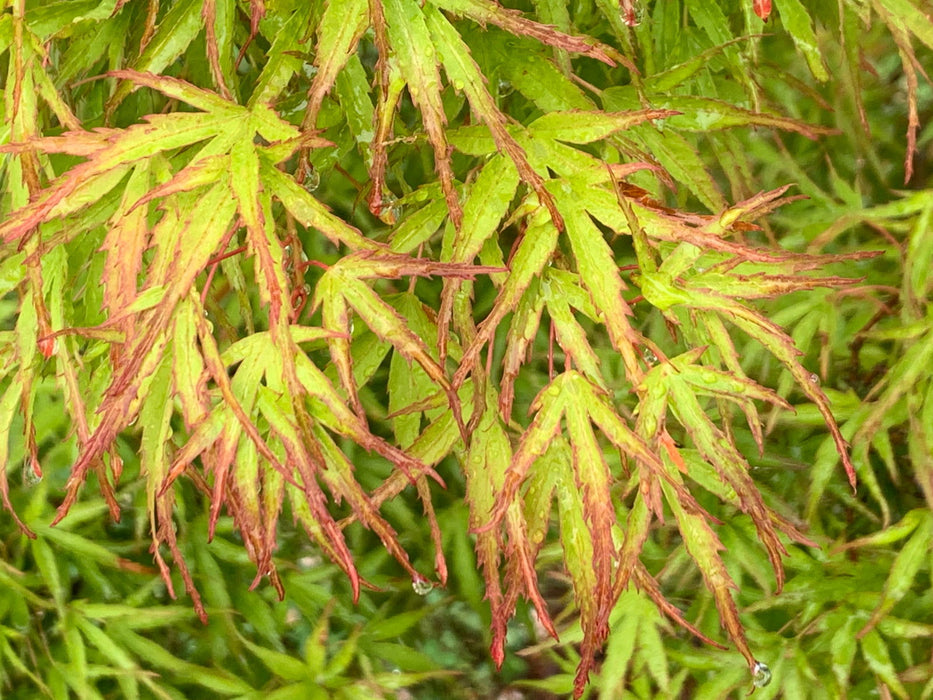 Acer palmatum 'Kamagata' Japanese Maple - Mr Maple │ Buy Japanese Maple Trees