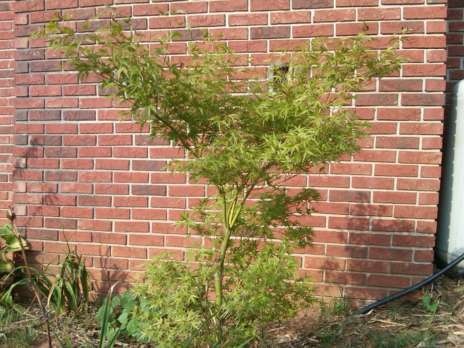 Acer palmatum 'Kamagata' Japanese Maple - Mr Maple │ Buy Japanese Maple Trees