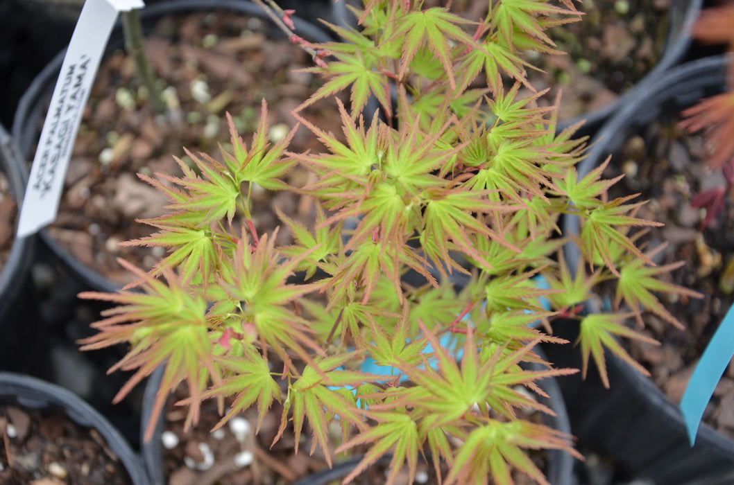 Acer palmatum 'Kamagata' Japanese Maple - Mr Maple │ Buy Japanese Maple Trees