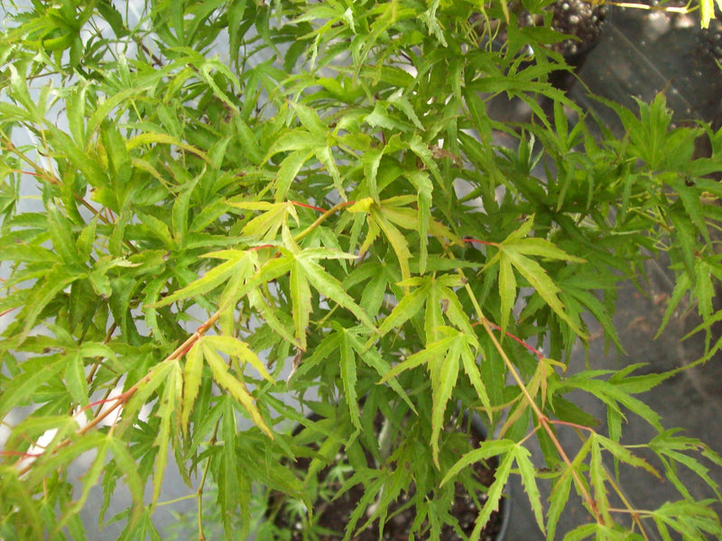 - Acer palmatum 'Kamagata' Japanese Maple - Mr Maple │ Buy Japanese Maple Trees