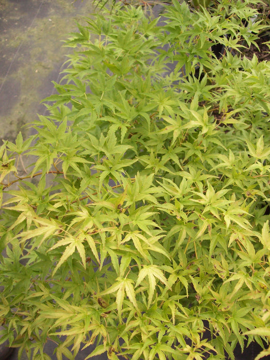 Acer palmatum 'Kamagata' Japanese Maple - Mr Maple │ Buy Japanese Maple Trees