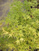 Acer palmatum 'Kamagata' Japanese Maple - Mr Maple │ Buy Japanese Maple Trees