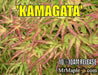 Acer palmatum 'Kamagata' Japanese Maple - Mr Maple │ Buy Japanese Maple Trees