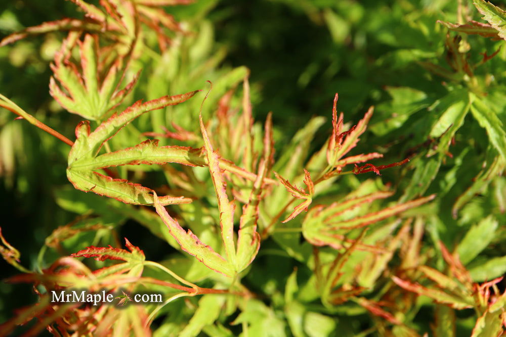 Acer palmatum 'Kamagata' Japanese Maple - Mr Maple │ Buy Japanese Maple Trees