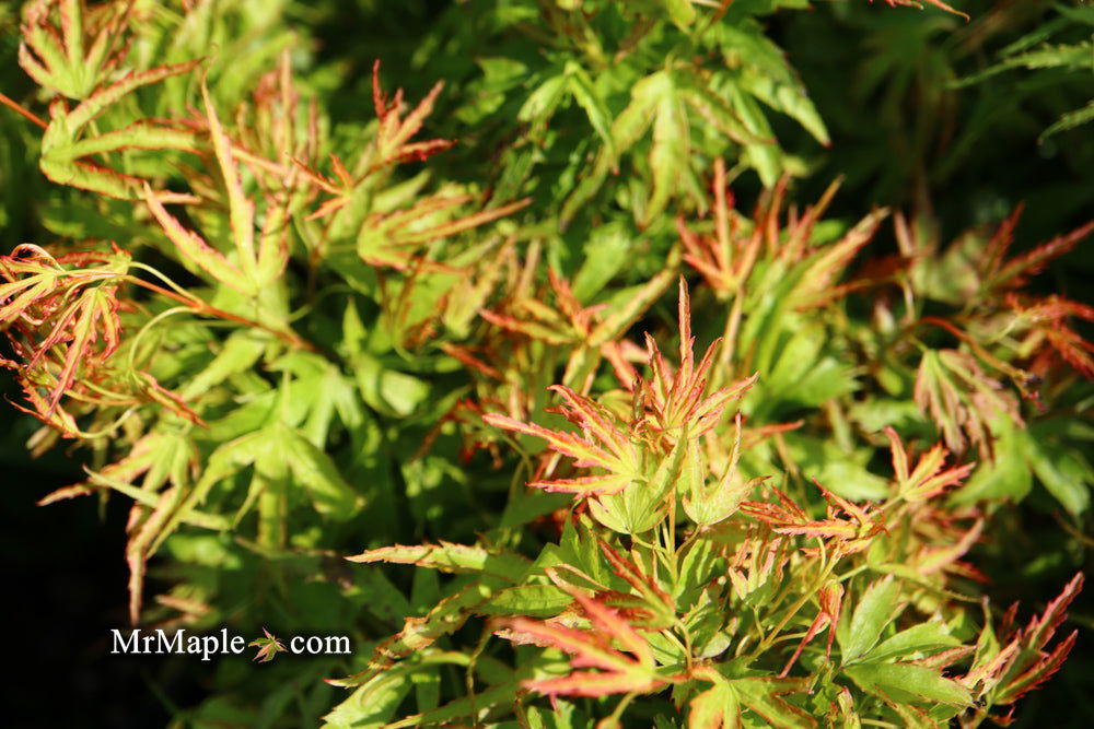 Acer palmatum 'Kamagata' Japanese Maple - Mr Maple │ Buy Japanese Maple Trees