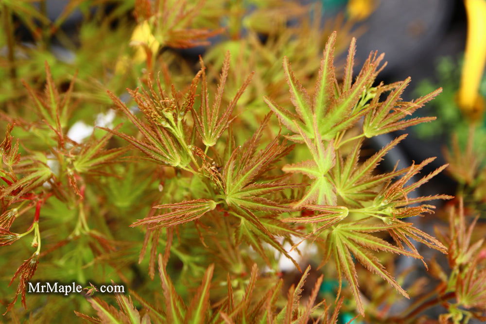 Acer palmatum 'Kamagata' Japanese Maple - Mr Maple │ Buy Japanese Maple Trees