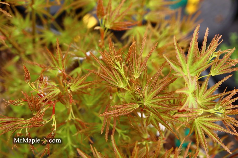 Acer palmatum 'Kamagata' Japanese Maple - Mr Maple │ Buy Japanese Maple Trees