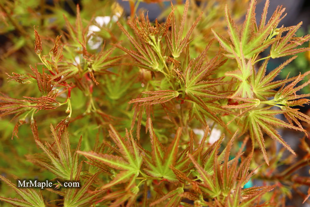 Acer palmatum 'Kamagata' Japanese Maple - Mr Maple │ Buy Japanese Maple Trees