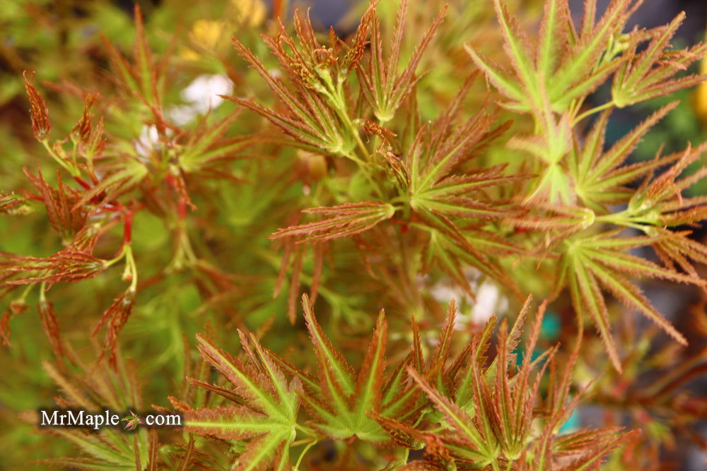 Acer palmatum 'Kamagata' Japanese Maple - Mr Maple │ Buy Japanese Maple Trees