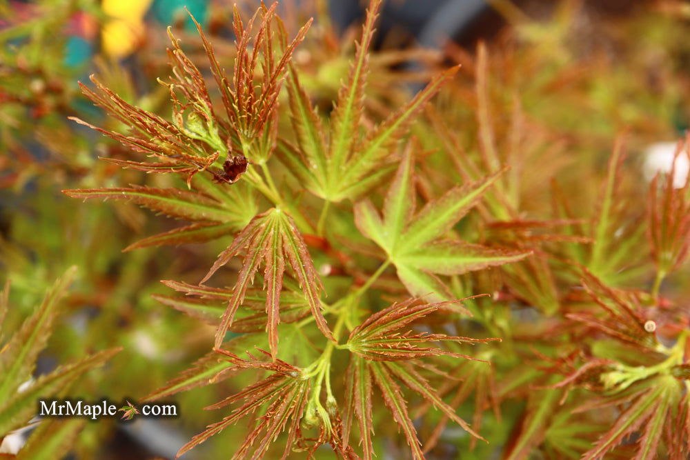 Acer palmatum 'Kamagata' Japanese Maple - Mr Maple │ Buy Japanese Maple Trees