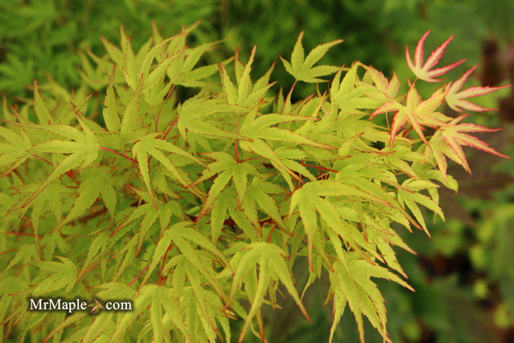 Acer palmatum 'Kamagata' Japanese Maple - Mr Maple │ Buy Japanese Maple Trees